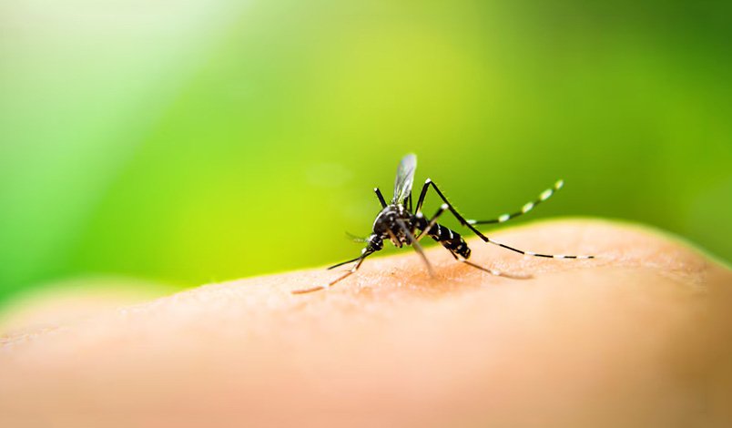 ¿Qué debemos saber sobre el dengue?